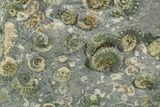 Fossil Ammonite (Promicroceras) Cluster - Marston Magna, England #353870-1
